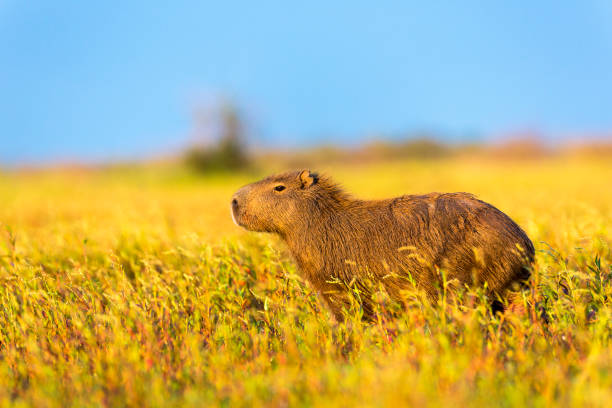 capybara (hydrochaeris hydrochaeris) - capybara photos et images de collection