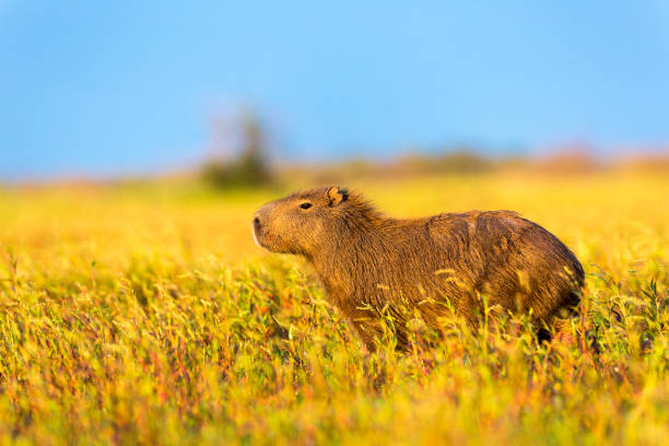 Capybara (Hydrochaeris hydrochaeris) Capybara (Hydrochaeris hydrochaeris) capybara stock pictures, royalty-free photos & images