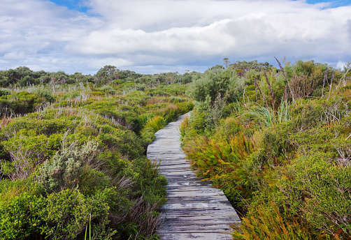 Boardwalk in beautiful wet land landscape Australia