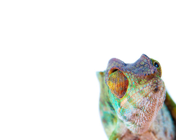 istock Chameleon portrait- Panther chameleon (Furcifer pardalis) 949499700