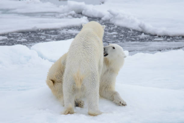 istock Two polar bears playing together on the ice 949503010