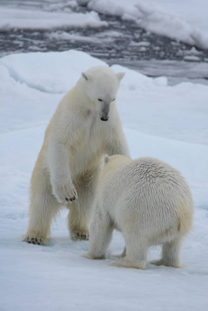 istock Two polar bears playing together on the ice 949503108