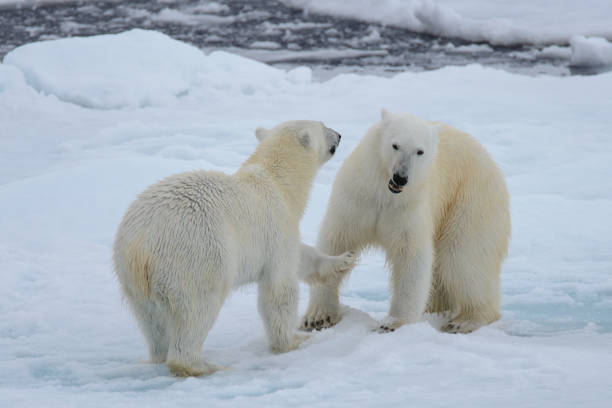 istock Two polar bears playing together on the ice 949503376