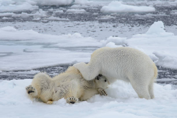 istock Two polar bears playing together on the ice 949503424