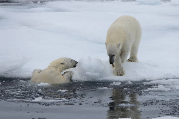 istock Two polar bears playing together on the ice 949503580