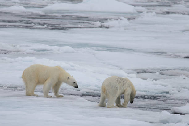 istock Two polar bears playing together on the ice 949503788