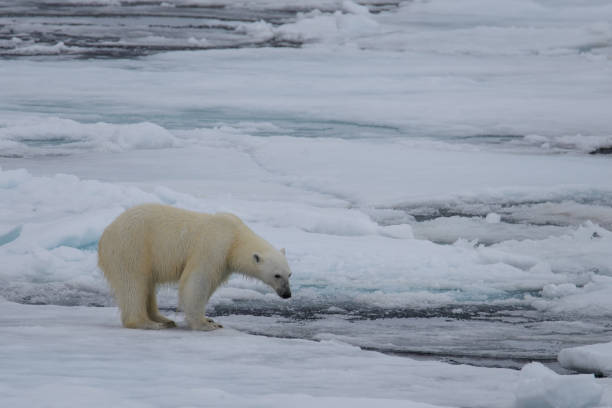 istock Two polar bears playing together on the ice 949503862