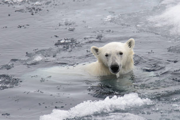 istock Polar bear swiming in the water 949504100