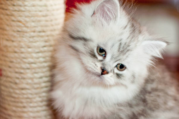 istock beautiful little fluffy kitten indoors 949506972