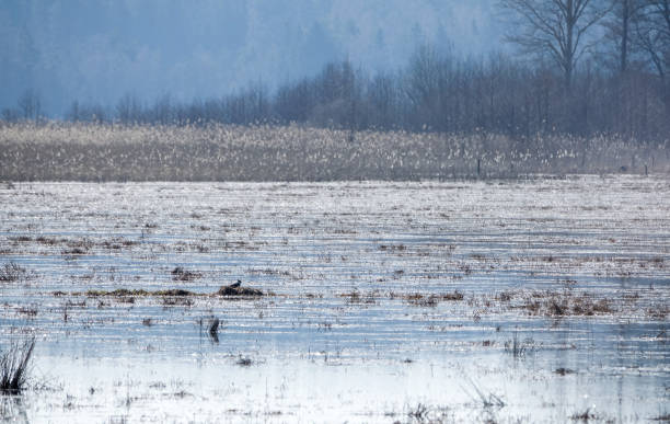 istock A northern lapwing that sits in her nest in a pond. 949507998
