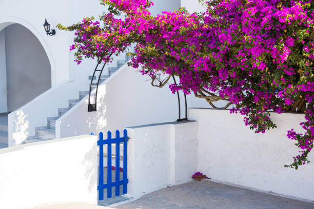 istock Flowers on Santorini island, Greece 949508106