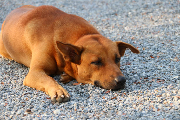 pomarańczowy brązowy pies kładąc się na żwirowej podłodze w słońcu rano. - dog lying down tired street zdjęcia i obrazy z banku zdjęć