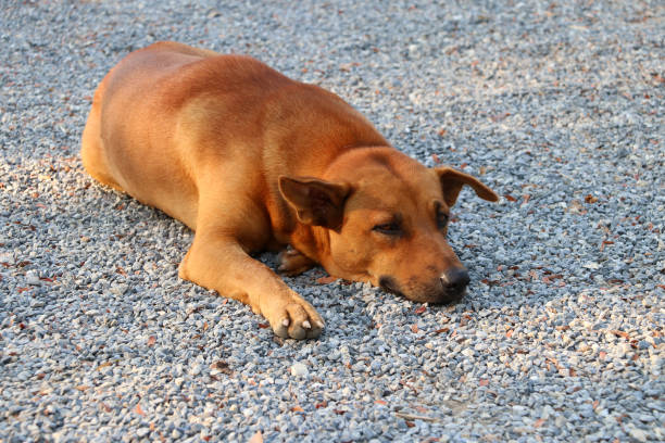 pomarańczowy brązowy pies kładąc się na żwirowej podłodze w słońcu rano. - dog lying down tired street zdjęcia i obrazy z banku zdjęć