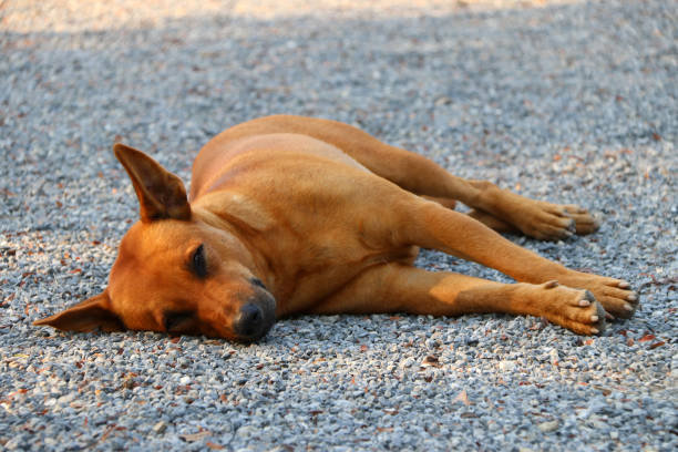 pomarańczowy brązowy pies kładąc się na żwirowej podłodze w słońcu rano. - dog lying down tired street zdjęcia i obrazy z banku zdjęć