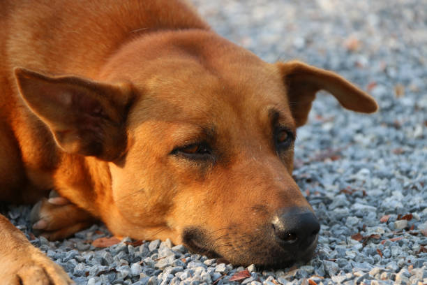 pomarańczowy brązowy pies kładąc się na żwirowej podłodze w słońcu rano. - dog lying down tired street zdjęcia i obrazy z banku zdjęć