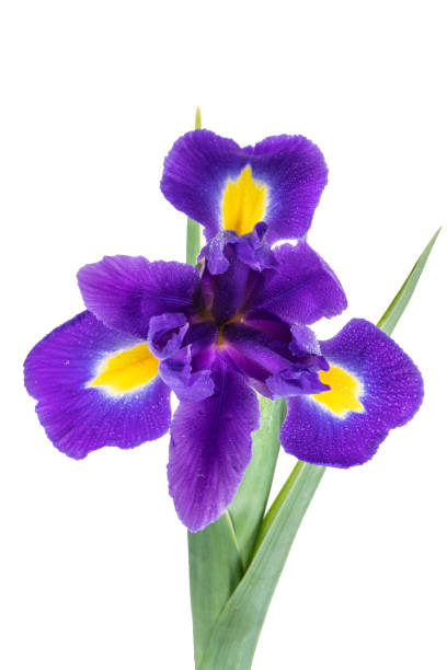 istock Beautiful dark purple iris flower 949511190