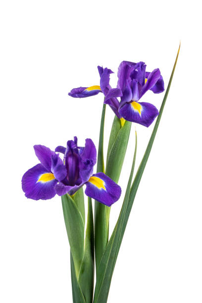istock Beautiful dark purple iris flowers 949511278