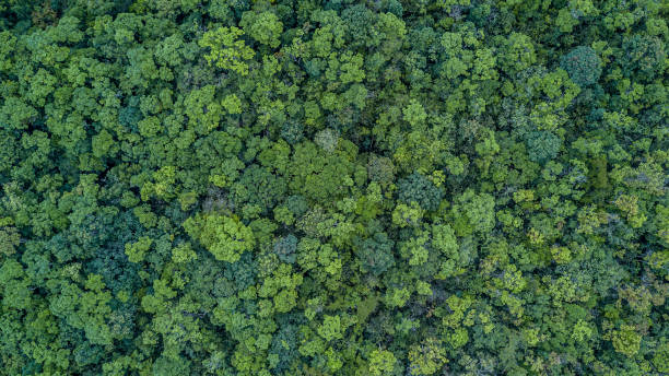 istock Aerial top view forest, Texture of forest view from above. 949511512