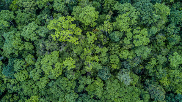 istock Aerial top view forest, Texture of forest view from above. 949511558