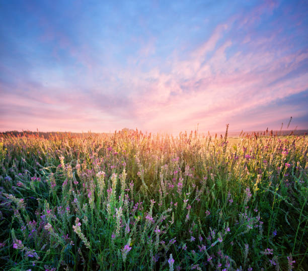 istock Field with alfalfa flowers at dawn 949511734