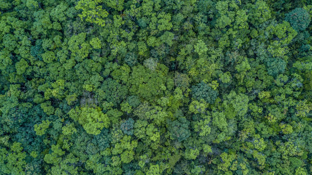 istock Aerial top view forest, Texture of forest view from above. 949512448