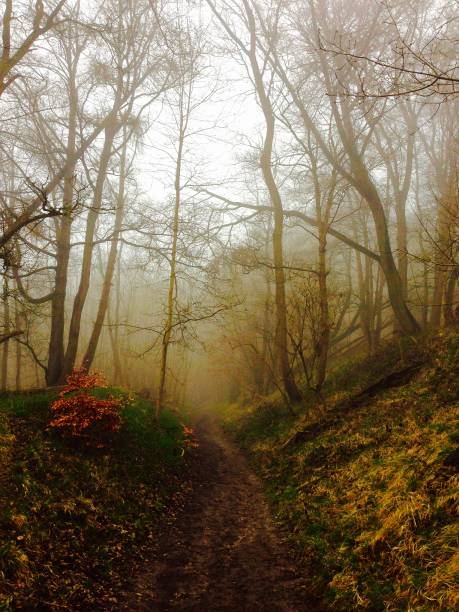 istock Foggy forest in spring time in ashridge England 949514084