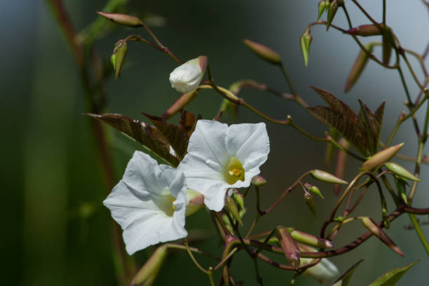istock Selective focus on tropical white morning-glory flowers also known as monnflower or moon vine (Ipomoea alba) with vines and leaves against blurred background. 949514160