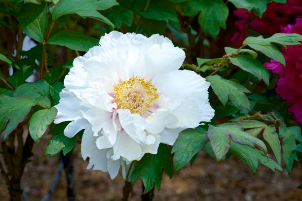 istock Peony in the garden 949514814