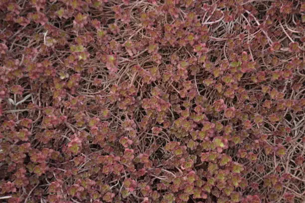red plant background(Sedum spurium dragon's blood)