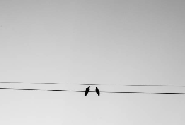 Two birds perching on wire with sky background in black and white tone, presenting couple love