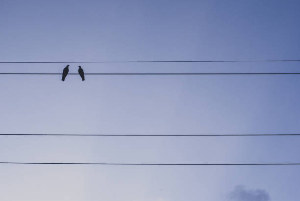 istock Two birds perching on wire with sky background in blue tone, presenting couple love 949515674