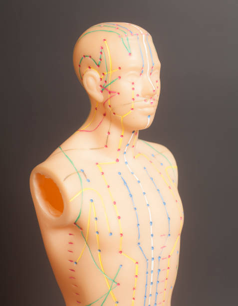 istock Medical acupuncture model of human 949520630