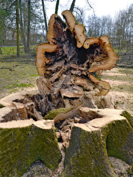 hohler baum abgeholzt - friable stock-fotos und bilder