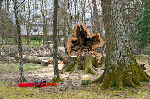 cut down hollow tree at a the spa park of Bath Tatzmannsdorf