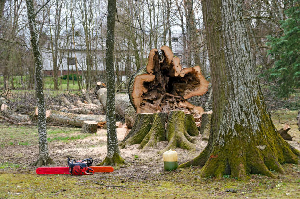 cut down hollow tree - friable imagens e fotografias de stock