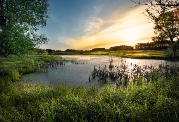 istock Sunset on the lake in the forest 949521788