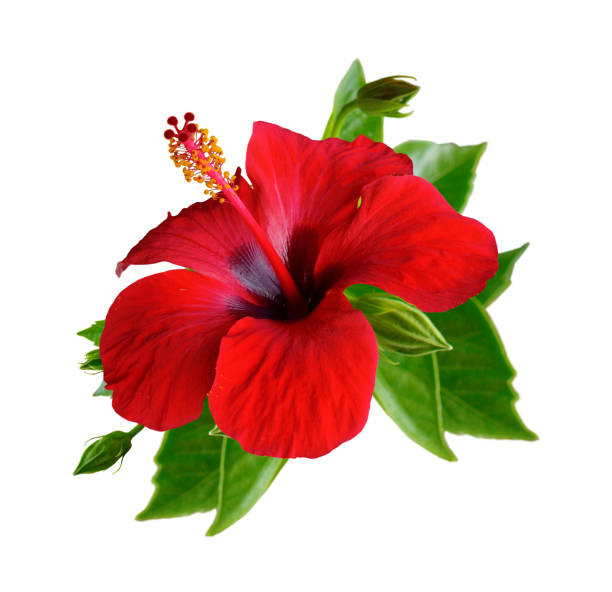 istock Red hibiscus flowers. Isolated. 949524716