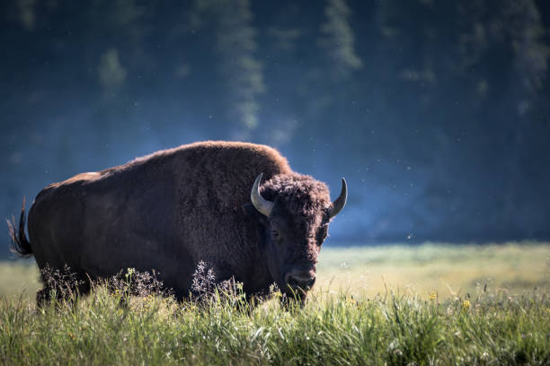 istock Bison and Pollen Fill The Air at Yellowstone 949525854