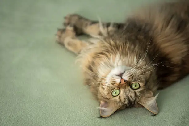 Moxie, a double-pawed Maine Coon with pale green eyes playfully looks at the camera while lying on a soft green blanket
