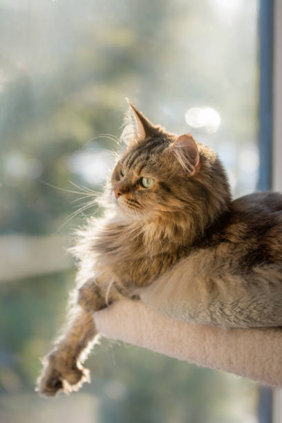 Maine Coon cat relaxes on her perch, enjoying the late afternoon sun. Moxie, the double-pawed Maine Coon, sits enjoying the view is backlit by the afternoon sun on her perch while looking out from the upstairs window. perching stock pictures, royalty-free photos & images