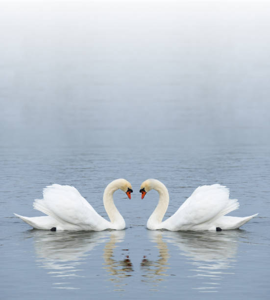 istock Romantic two swans, symbol of love 949526334