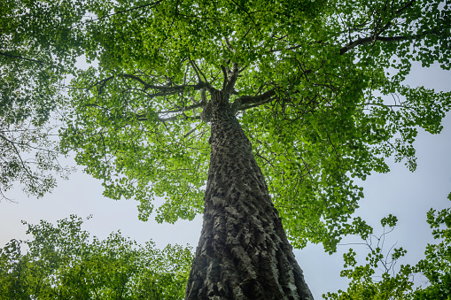 Looking up at the summer leaves of a large oak tree against a pale blue sky while walking the paths at Wolfe's Neck State Park in Freeport, Maine.