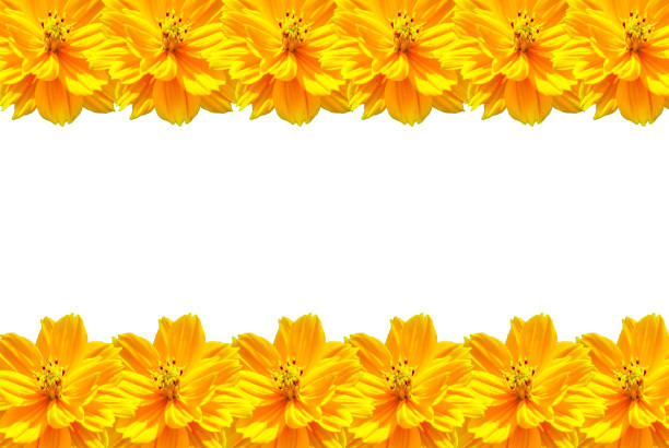 Yellow Daisy flower isolated and lined as a photo frame on white background, top and bottom frame line