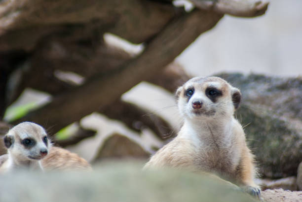 istock Two Meerkat staying together, younger one is looking at another, while the older one is watching around carefully, they are in the zoo 949529978