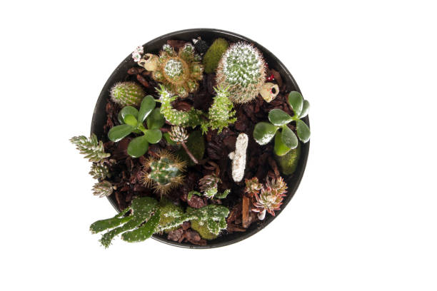 Beautiful succulent terrarium isolated on a white background.