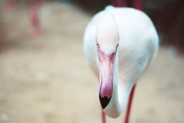フラミンゴが餌動物動物園の池で食べ物を探してはピンキー ホワイトの肖像写真をクローズ アップ - flamingo bird isolated animal leg ストックフォトと画像