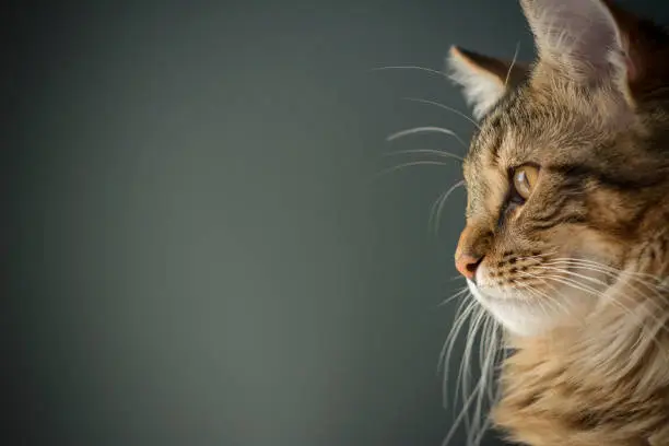 Moose, the Maine Coon, looks to the distance in a side portrait of this amazing cat