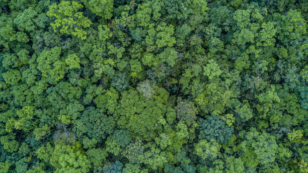 istock Aerial top view forest, Texture of forest view from above. 949536340
