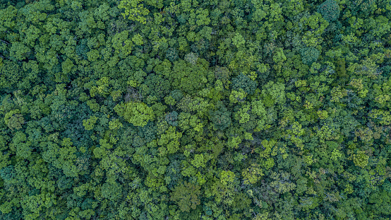 Bosque de vista aérea superior, textura del bosque vista desde arriba. photo