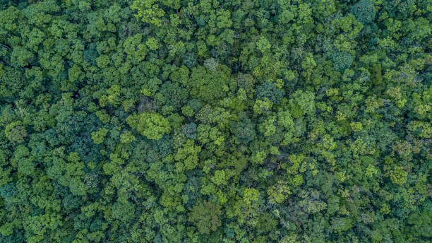 foresta aerea con vista dall'alto, trama della vista della foresta dall'alto. - cima di albero foto e immagini stock